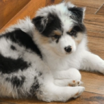 Aspen, blue merle Australian Shepherd for sale