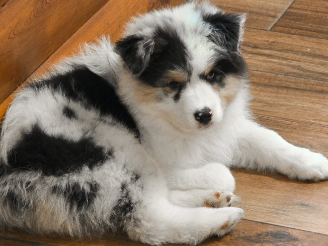 Australian Shepherd puppy for sale