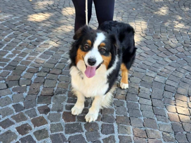 Australian Shepherd puppy for sale