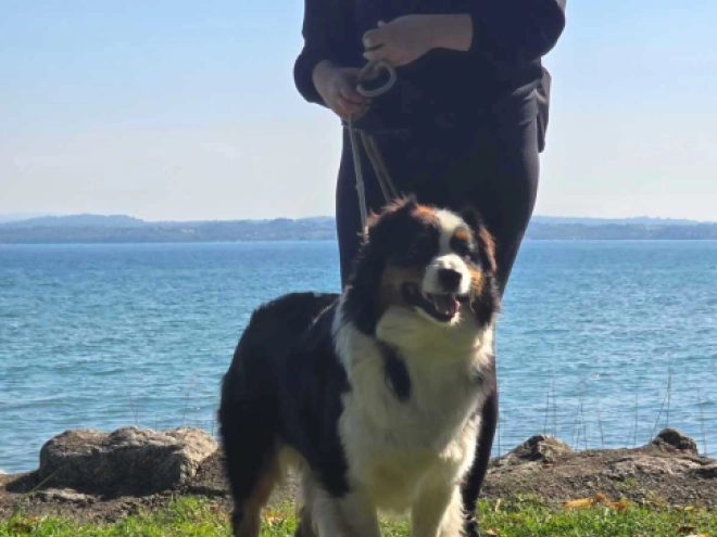 Australian Shepherd puppy for sale
