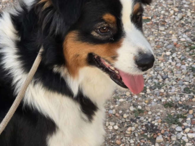 Australian Shepherd puppy for sale