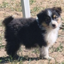 Zephyr, black tricolor Australian Shepherd Welpen kaufen
