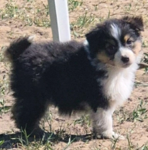 Australian Shepherd puppy for sale