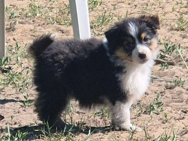 Perros Pastor Australiano en venta