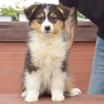 Zephyr, black tricolor Australian Shepherd for sale
