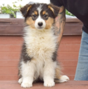 Australian Shepherd puppy for sale