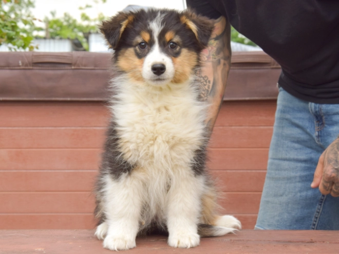 Perros Pastor Australiano en venta