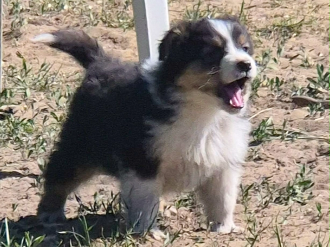 Perros Pastor Australiano en venta