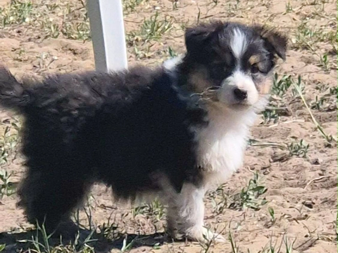 Perros Pastor Australiano en venta