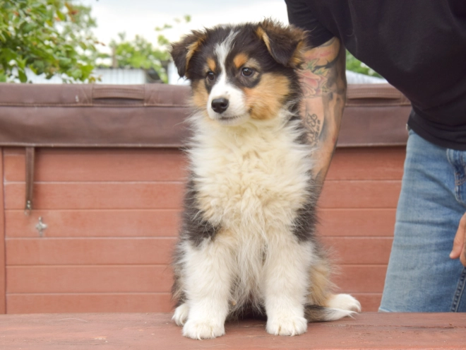 Perros Pastor Australiano en venta