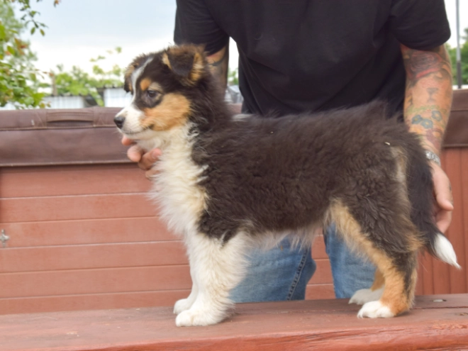 Perros Pastor Australiano en venta