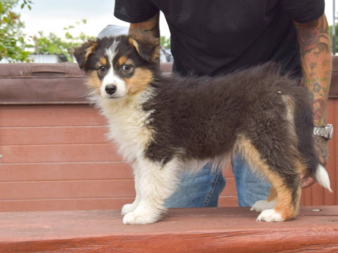 Perros Pastor Australiano en venta