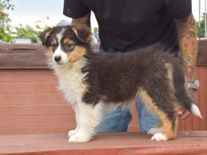 Perros Pastor Australiano en venta