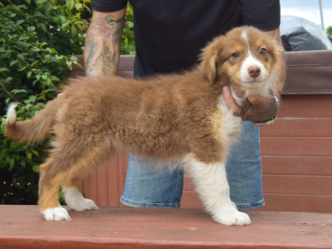 Australian Shepherd puppy for sale