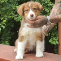 Red Sonja, red tricolor Australian Shepherd for sale