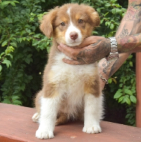 Australian Shepherd puppy for sale