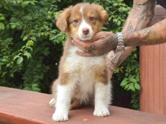 Australian Shepherd puppy for sale