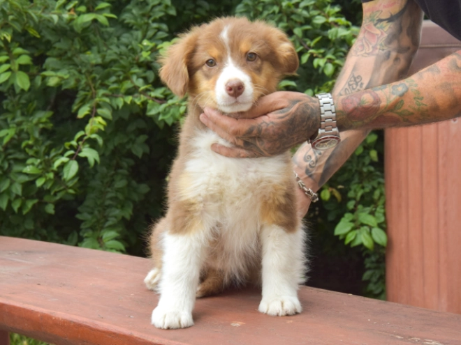 Australian Shepherd puppy for sale