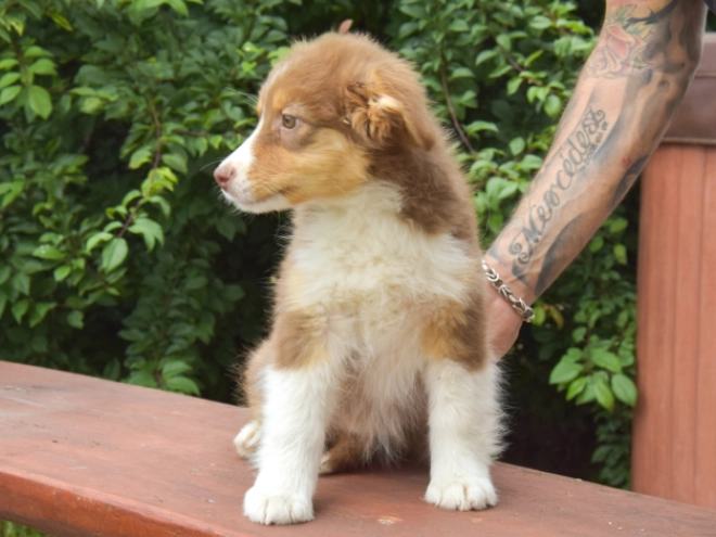 Australian Shepherd puppy for sale
