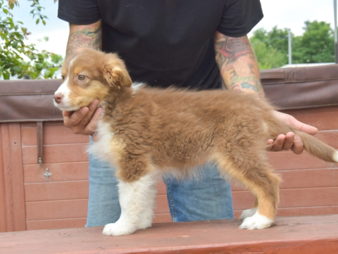 Australian Shepherd puppy for sale