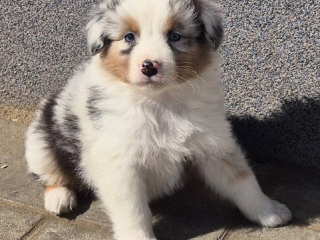 Australian Shepherd Welpe kaufen