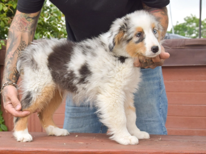 Perros Pastor Australiano en venta