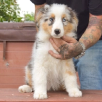 Jinxy, blue merle Australian Shepherd for sale