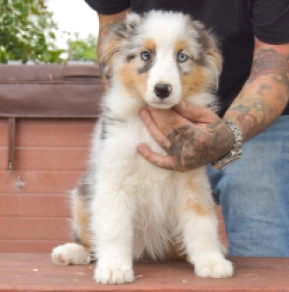 Jinxy, blue merle Australian Shepherd for sale