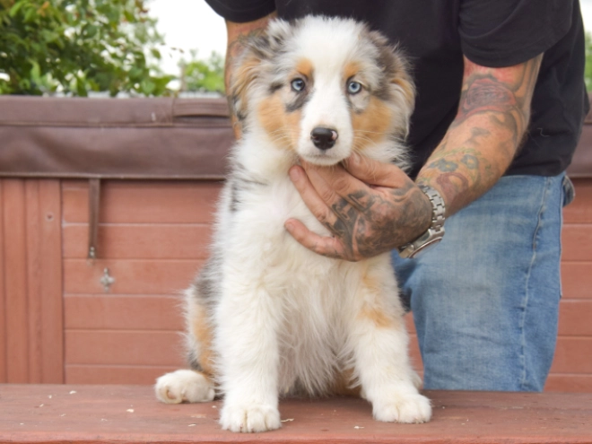 Perros Pastor Australiano en venta