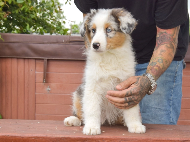 Perros Pastor Australiano en venta