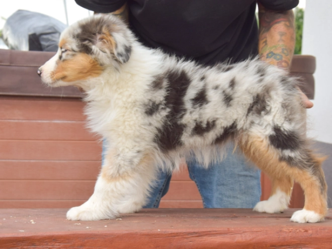 Perros Pastor Australiano en venta