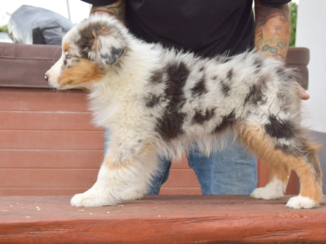 Perros Pastor Australiano en venta