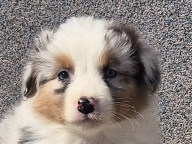 Australian Shepherd Welpe kaufen