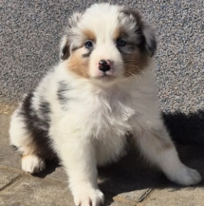 Australian Shepherd Welpe kaufen