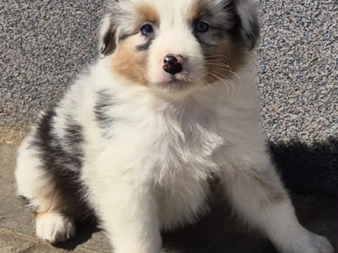 Australian Shepherd Welpe kaufen
