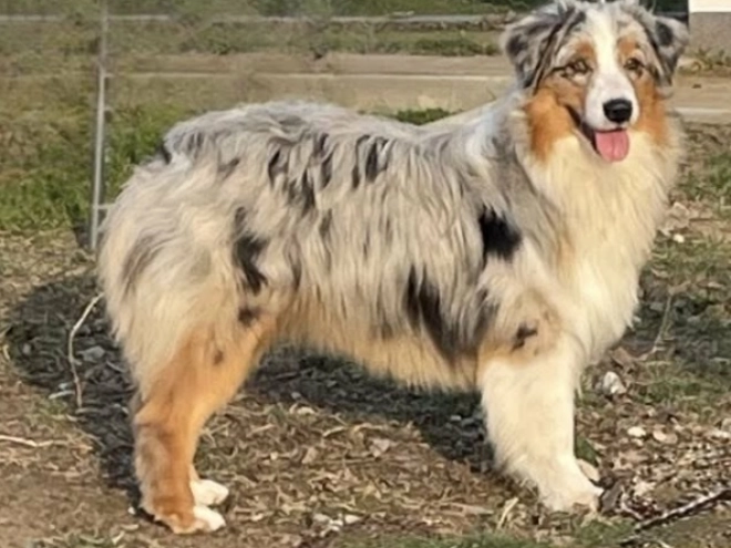 Australian Shepherd Welpe kaufen