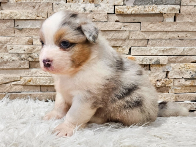 Australian Shepherd puppy for sale