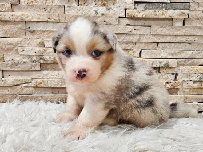 Australian Shepherd puppy for sale