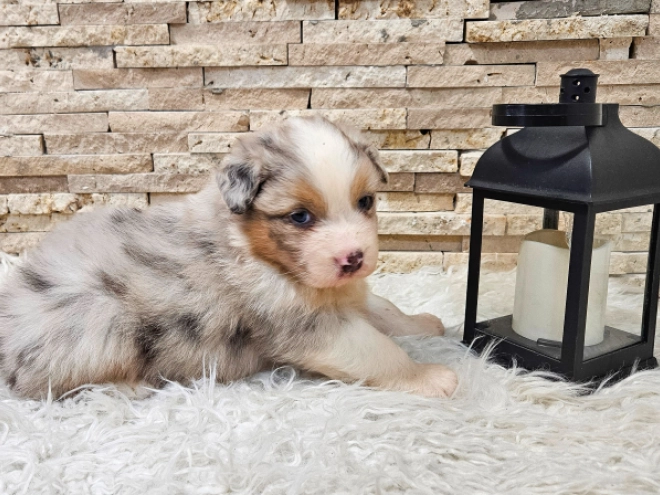 Australian Shepherd puppy for sale