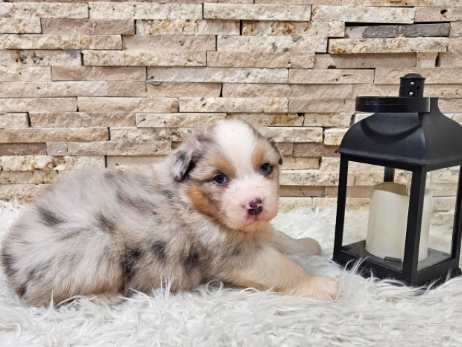 Australian Shepherd puppy for sale