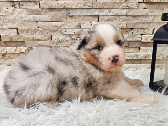 Australian Shepherd puppy for sale