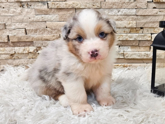 Australian Shepherd puppy for sale