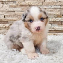 Sydney, merle Australian Shepherd for sale