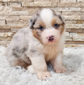 Sydney, merle Australian Shepherd for sale