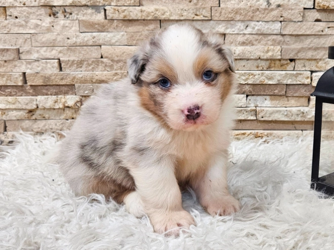 Australian Shepherd puppy for sale
