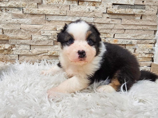 Australian Shepherd puppy for sale