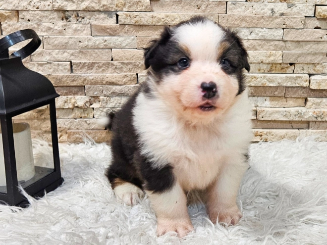 Australian Shepherd puppy for sale