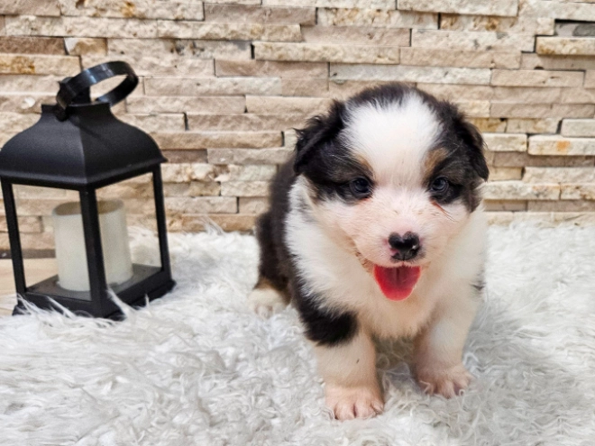 Australian Shepherd puppy for sale