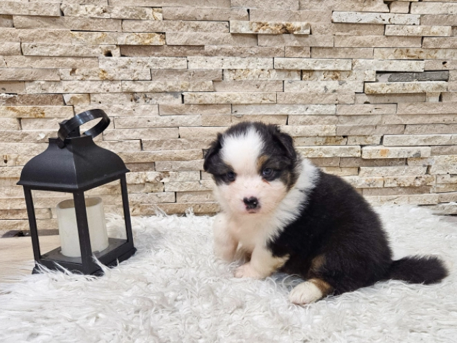 Australian Shepherd puppy for sale