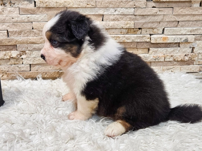 Australian Shepherd puppy for sale